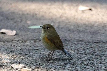 2017年1月22日(日) 新宿御苑の野鳥観察記録