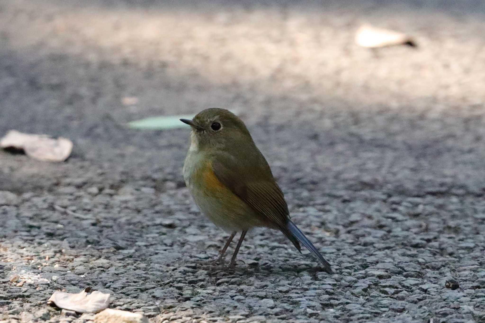 Red-flanked Bluetail