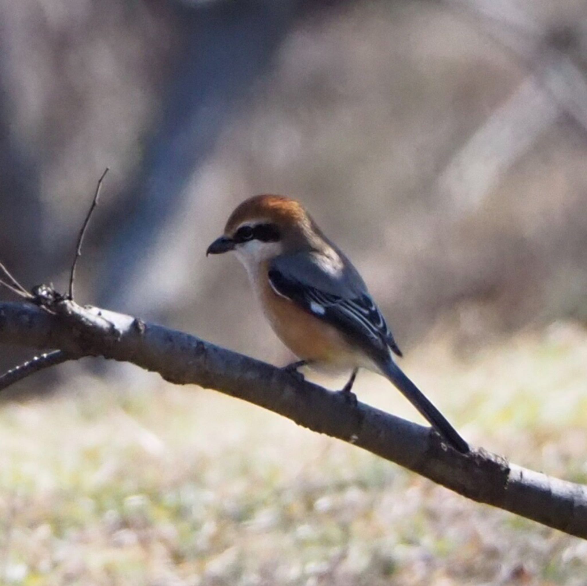 Photo of Bull-headed Shrike at 浅羽野 by mk623