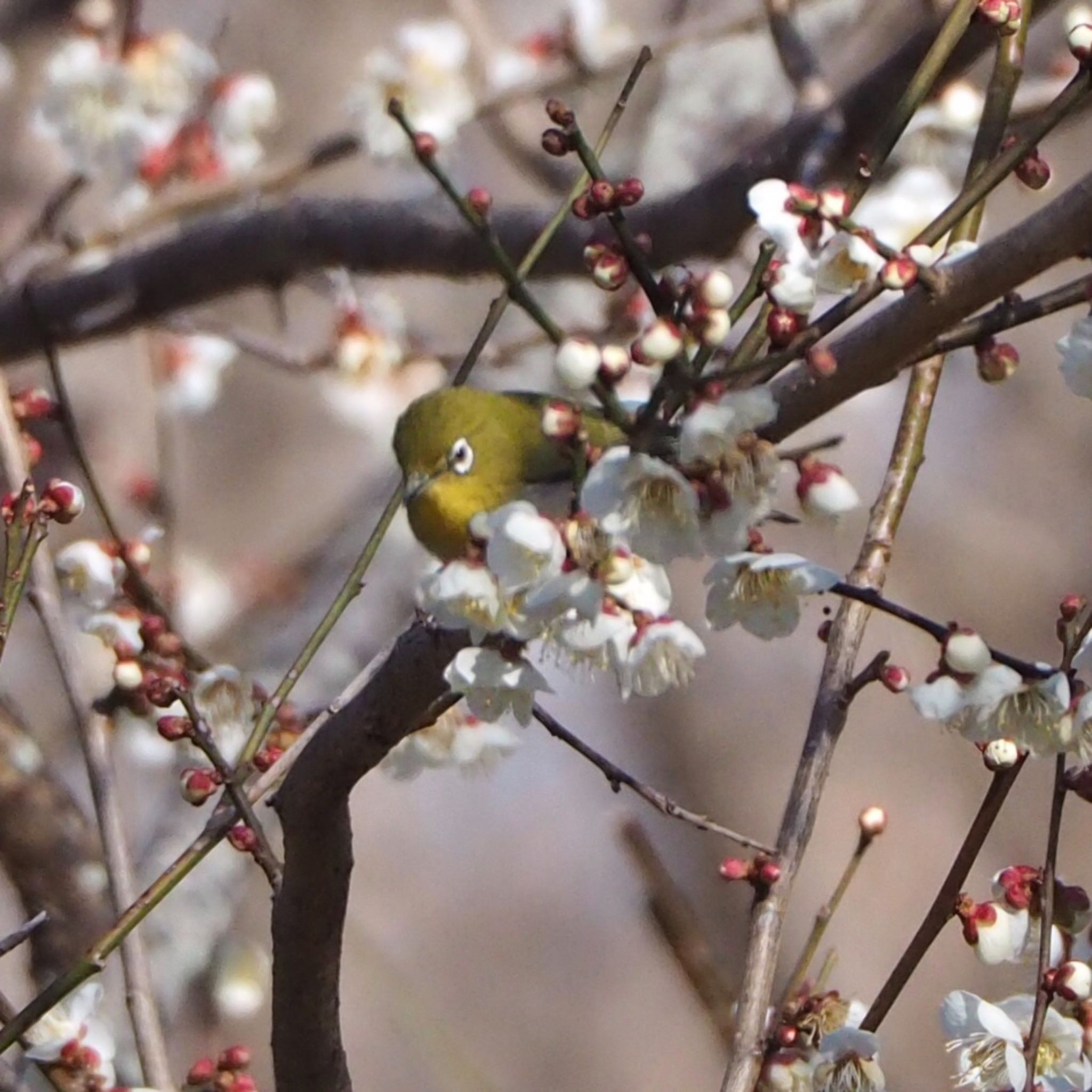 Warbling White-eye