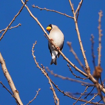 Sun, 2/28/2021 Birding report at 浅羽野