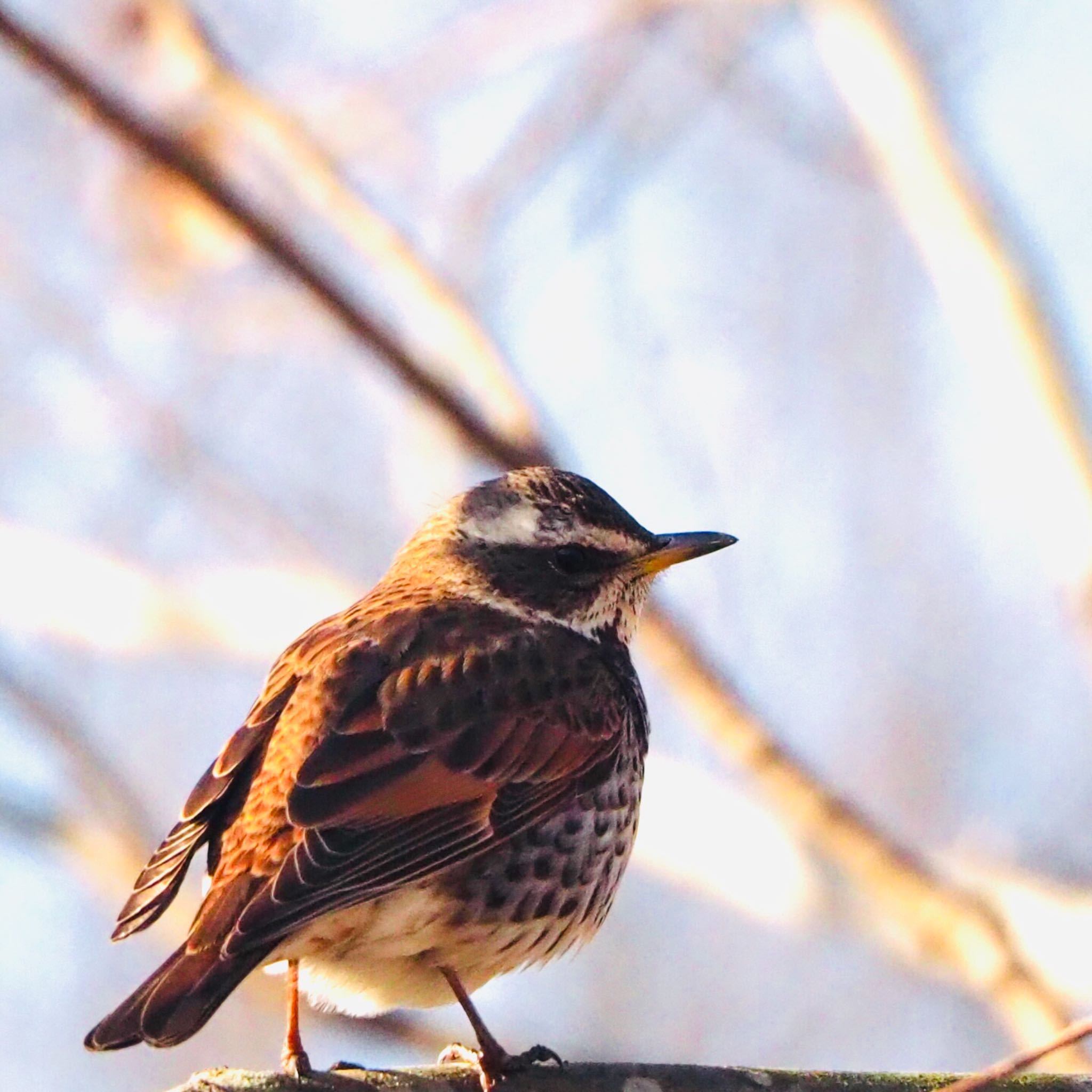 Dusky Thrush