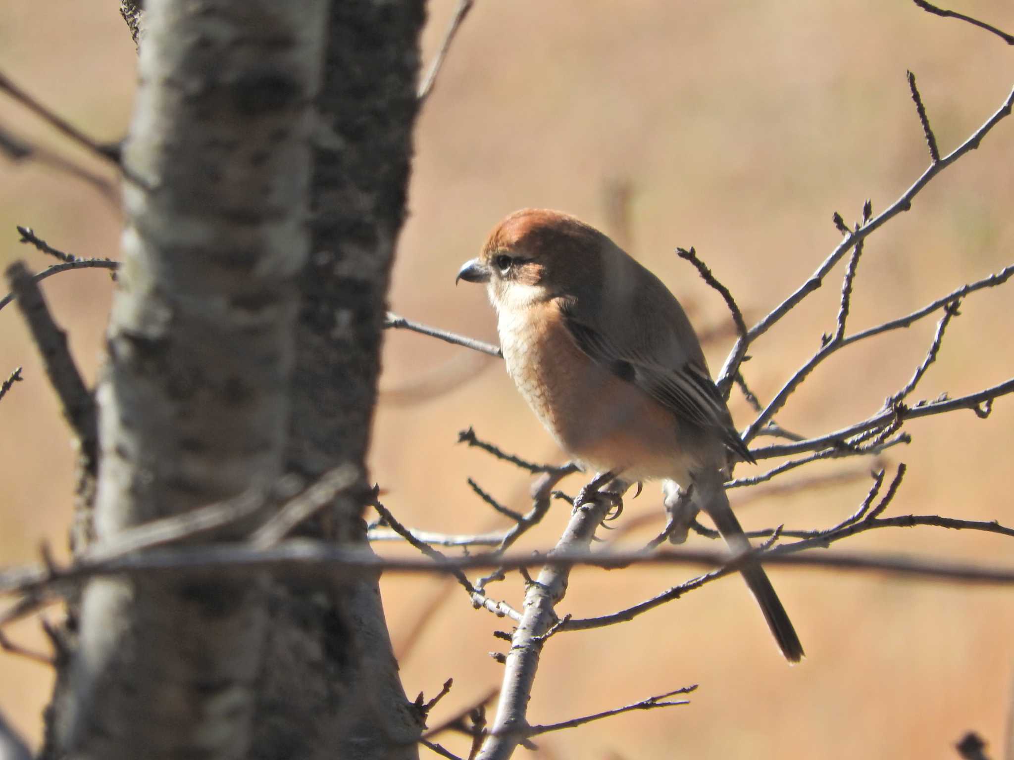 Bull-headed Shrike