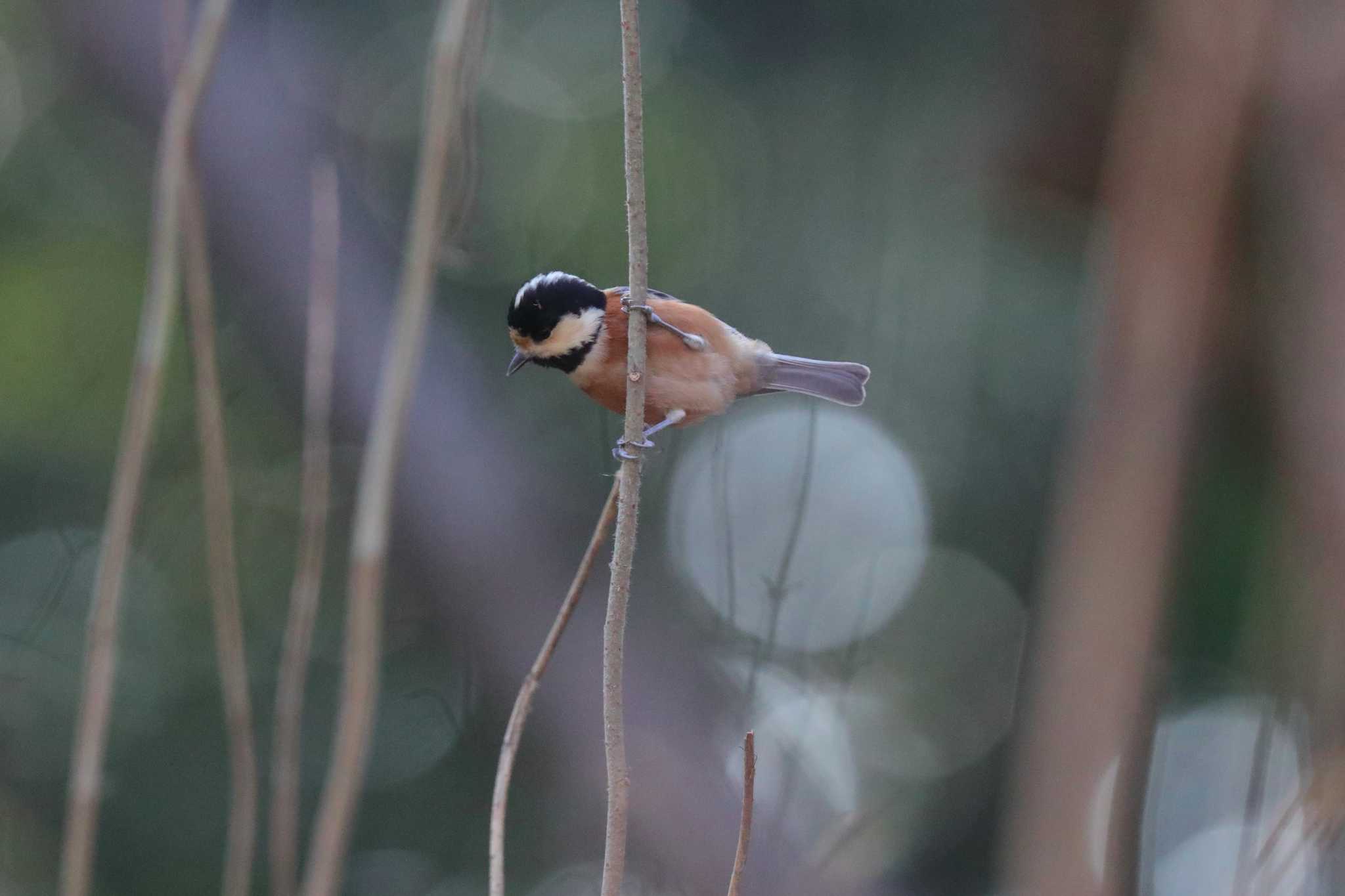 Varied Tit