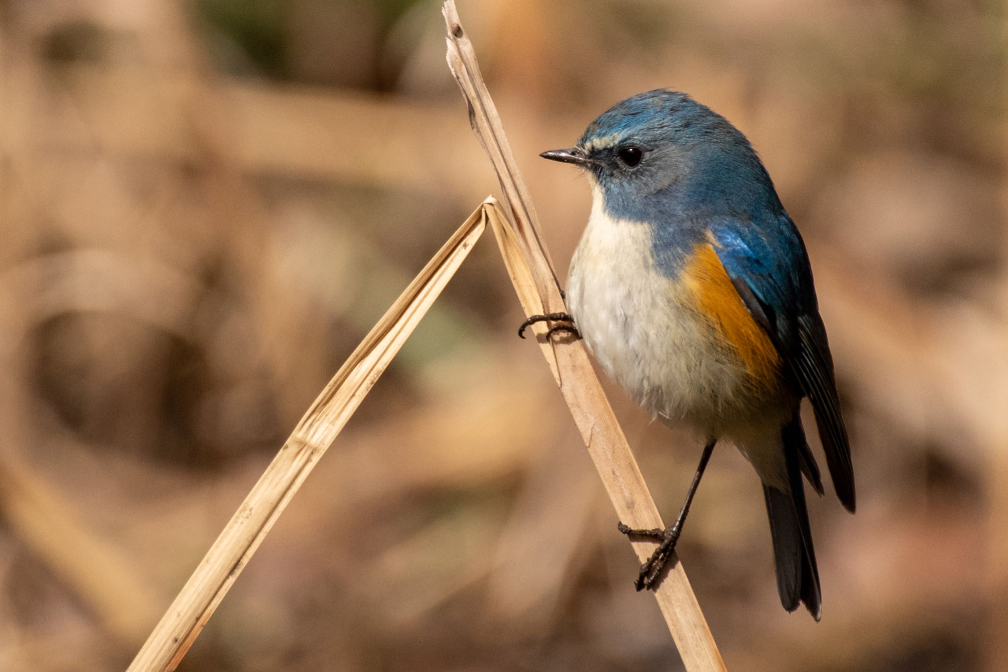 Photo of Red-flanked Bluetail at Kitamoto Nature Observation Park by Marco Birds