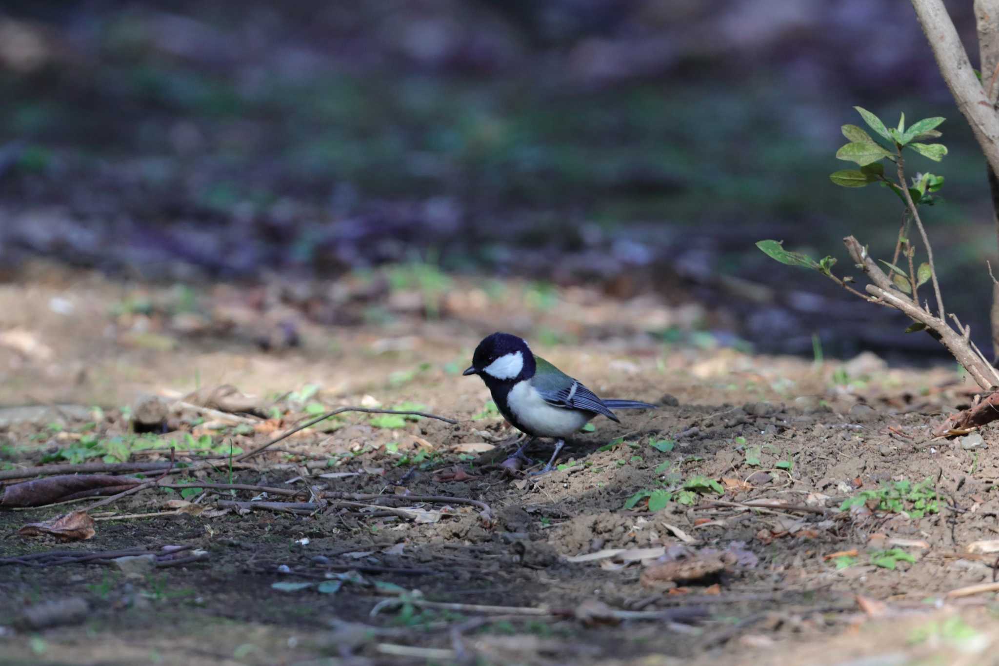 Japanese Tit