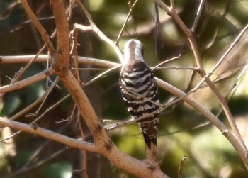 Japanese Pygmy Woodpecker Akigase Park Sun, 2/28/2021