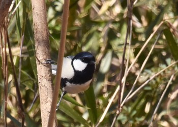 シジュウカラ 秋ヶ瀬公園 2021年2月28日(日)