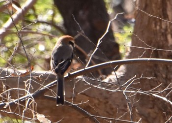 Bull-headed Shrike Akigase Park Sun, 2/28/2021