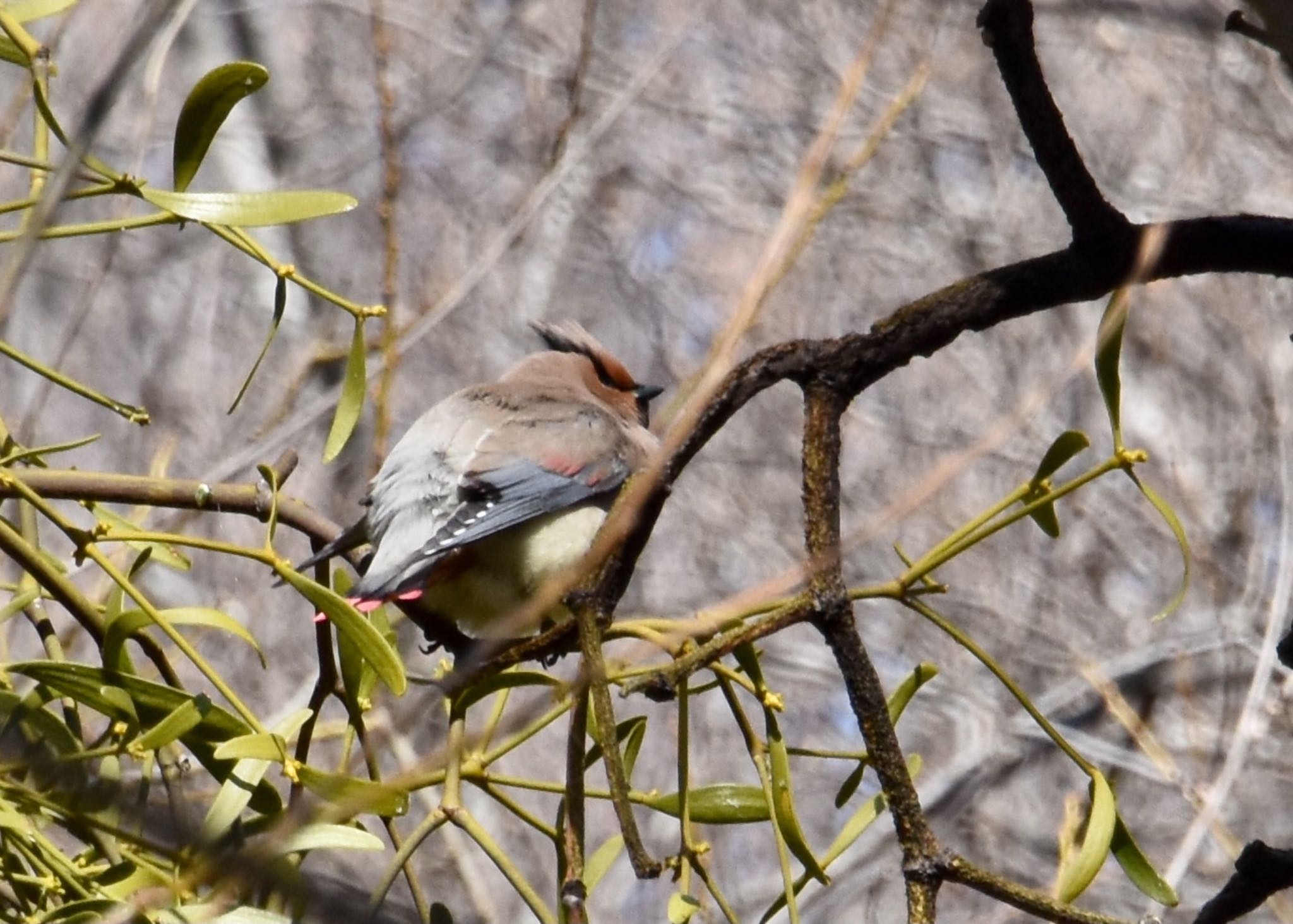 Photo of Japanese Waxwing at Akigase Park by mochi17