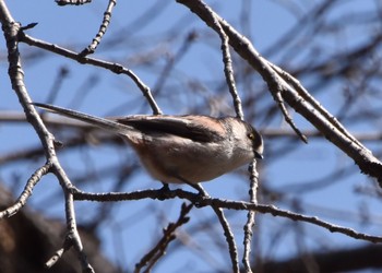 Long-tailed Tit Akigase Park Sun, 2/28/2021