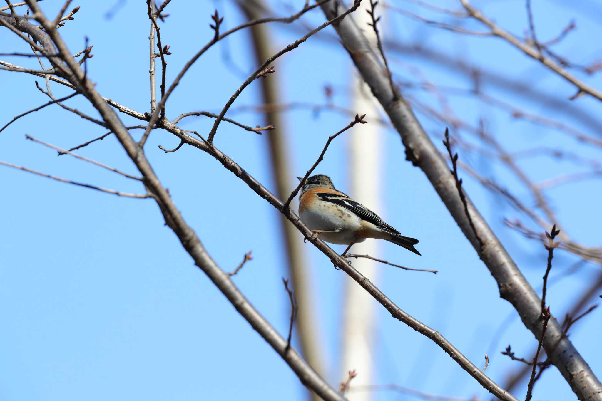 Brambling