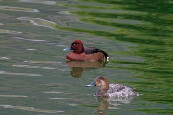 Ferruginous Duck 福岡県 Sun, 2/28/2021