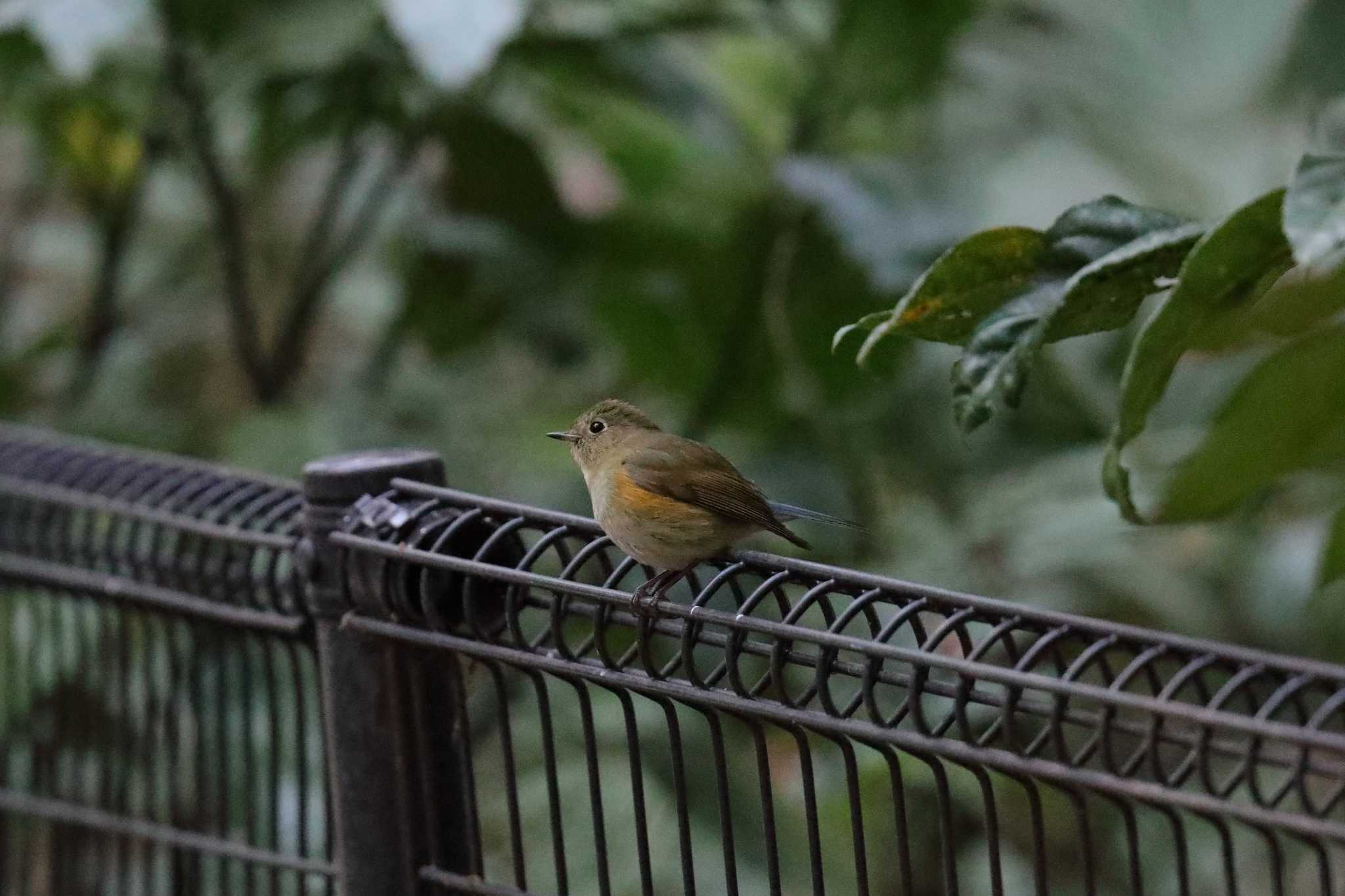 Red-flanked Bluetail