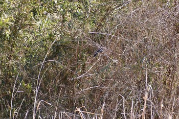 カケス 守谷野鳥のみち 2021年2月28日(日)