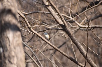 ルリビタキ 守谷野鳥のみち 2021年2月28日(日)