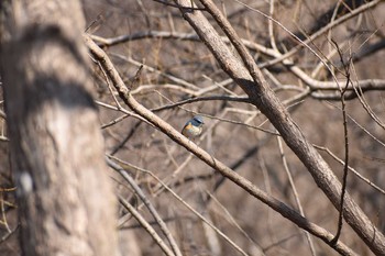 ルリビタキ 守谷野鳥のみち 2021年2月28日(日)