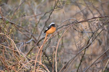 ジョウビタキ 守谷野鳥のみち 2021年2月28日(日)