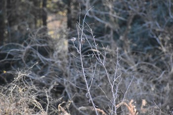 エナガ 守谷野鳥のみち 2021年2月28日(日)