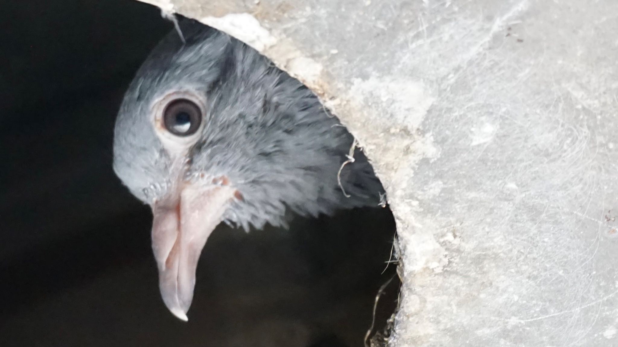 Rock Dove