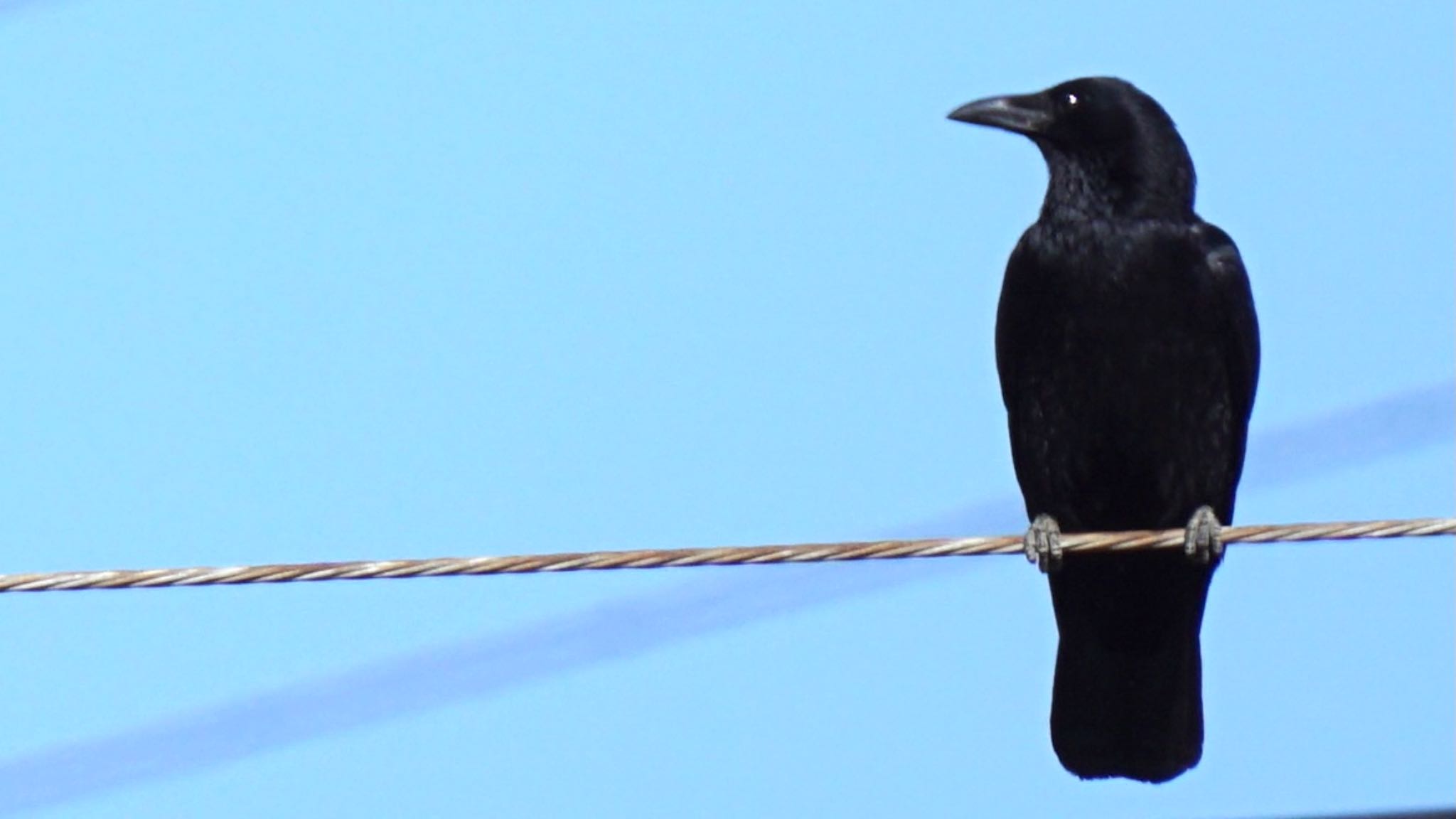 Carrion Crow