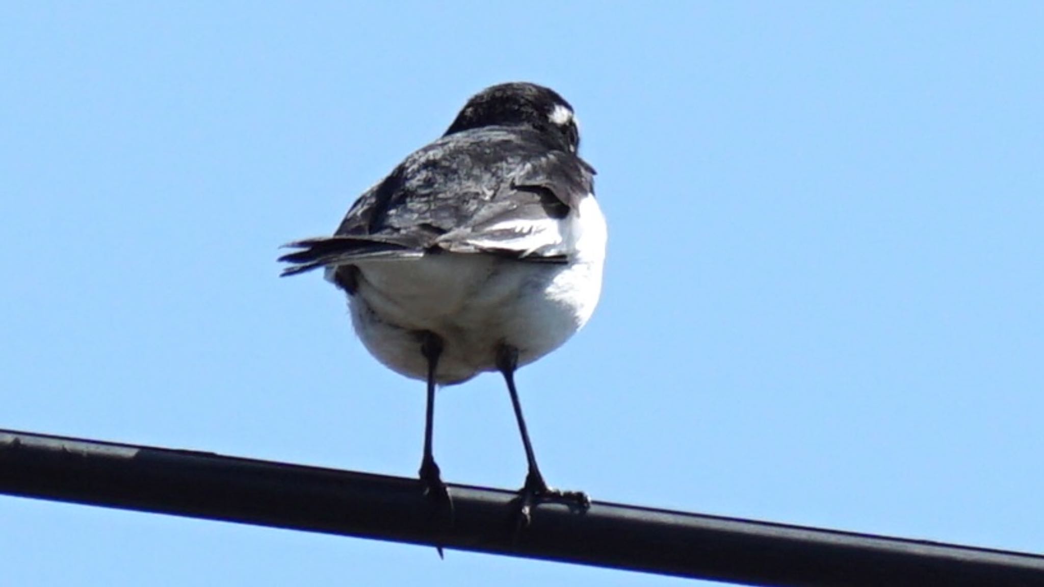 Japanese Wagtail