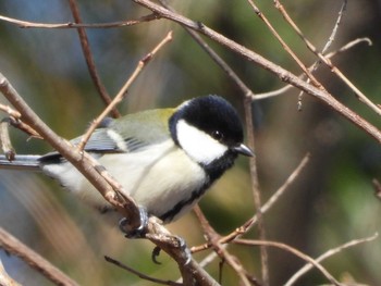 Japanese Tit Izunuma Sun, 2/28/2021