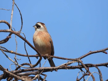 Meadow Bunting Izunuma Sun, 2/28/2021