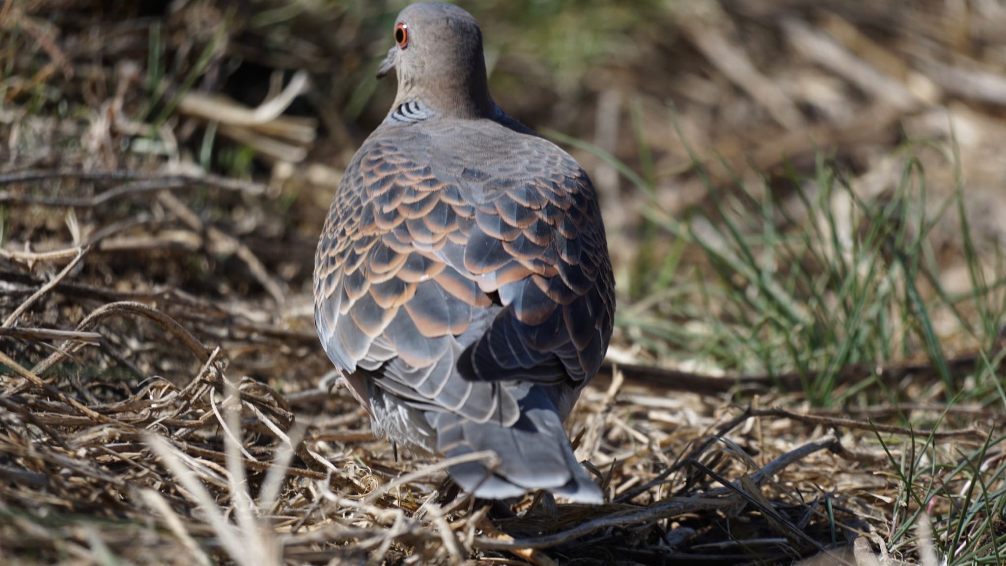 Oriental Turtle Dove