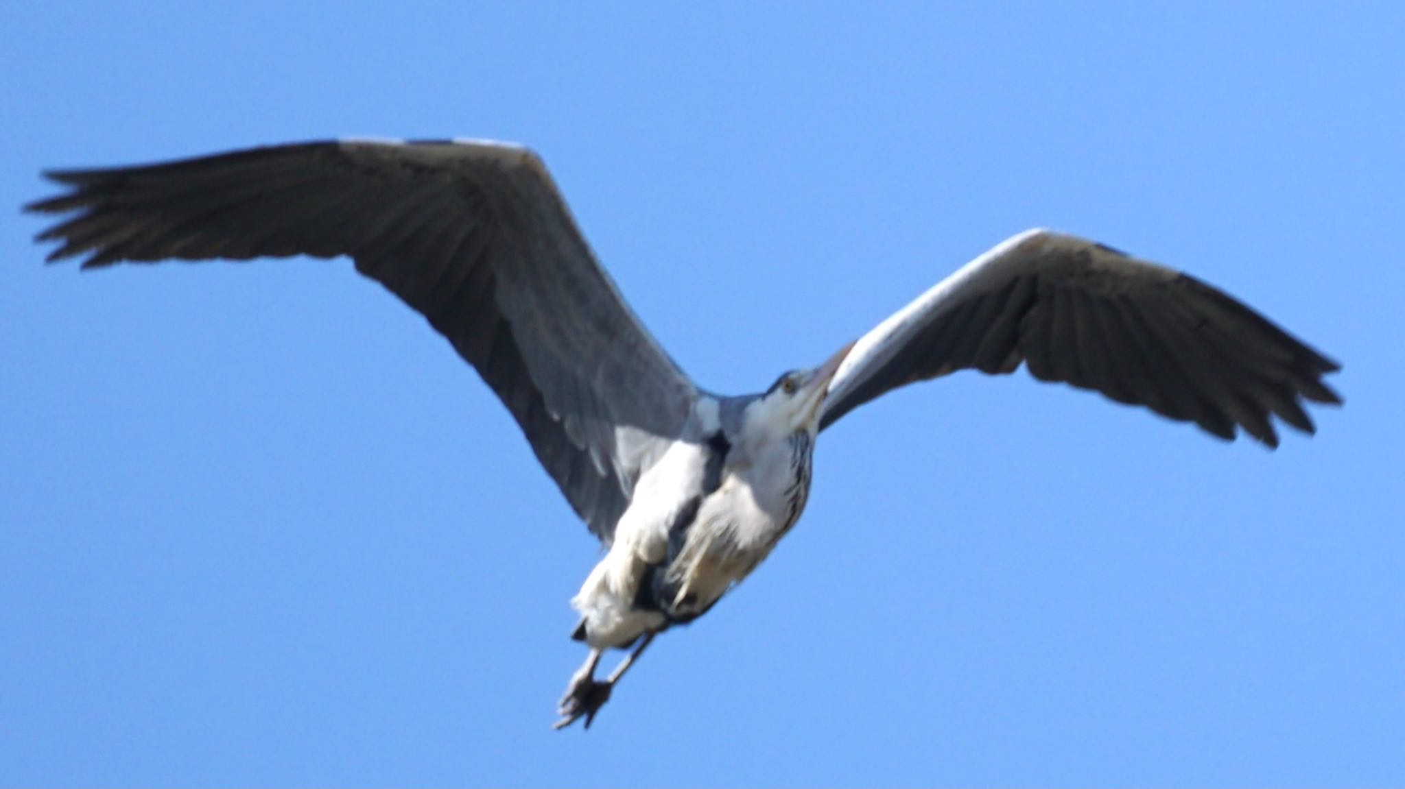 Photo of Grey Heron at 芝川第一調節池(芝川貯水池) by ツピ太郎