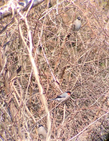 2021年2月28日(日) 早戸川林道の野鳥観察記録