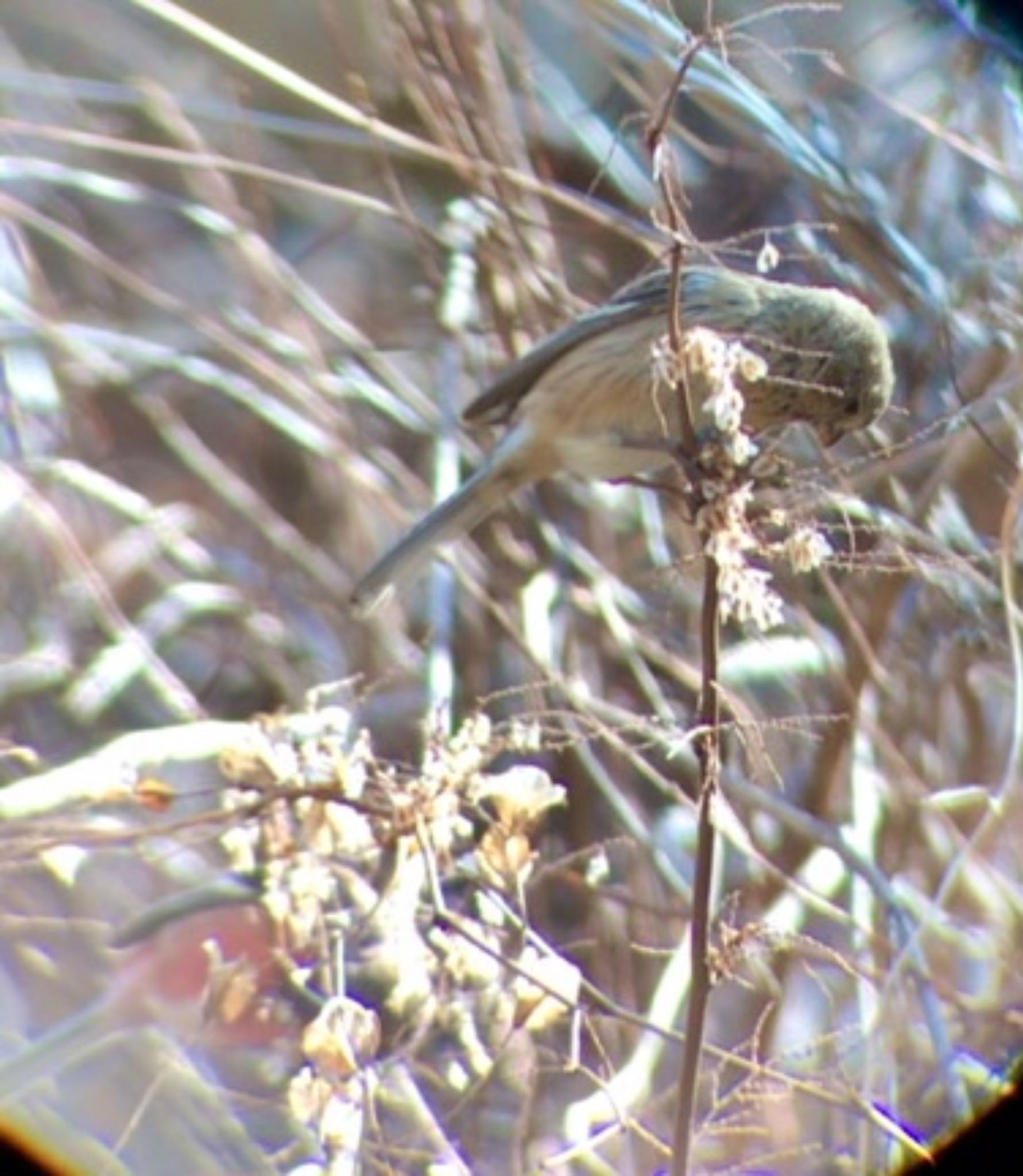 Siberian Long-tailed Rosefinch