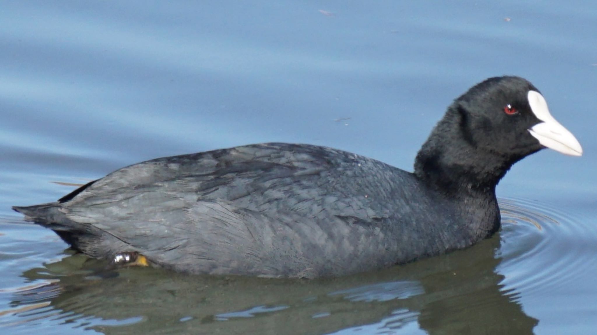 Photo of Eurasian Coot at 芝川第一調節池(芝川貯水池) by ツピ太郎