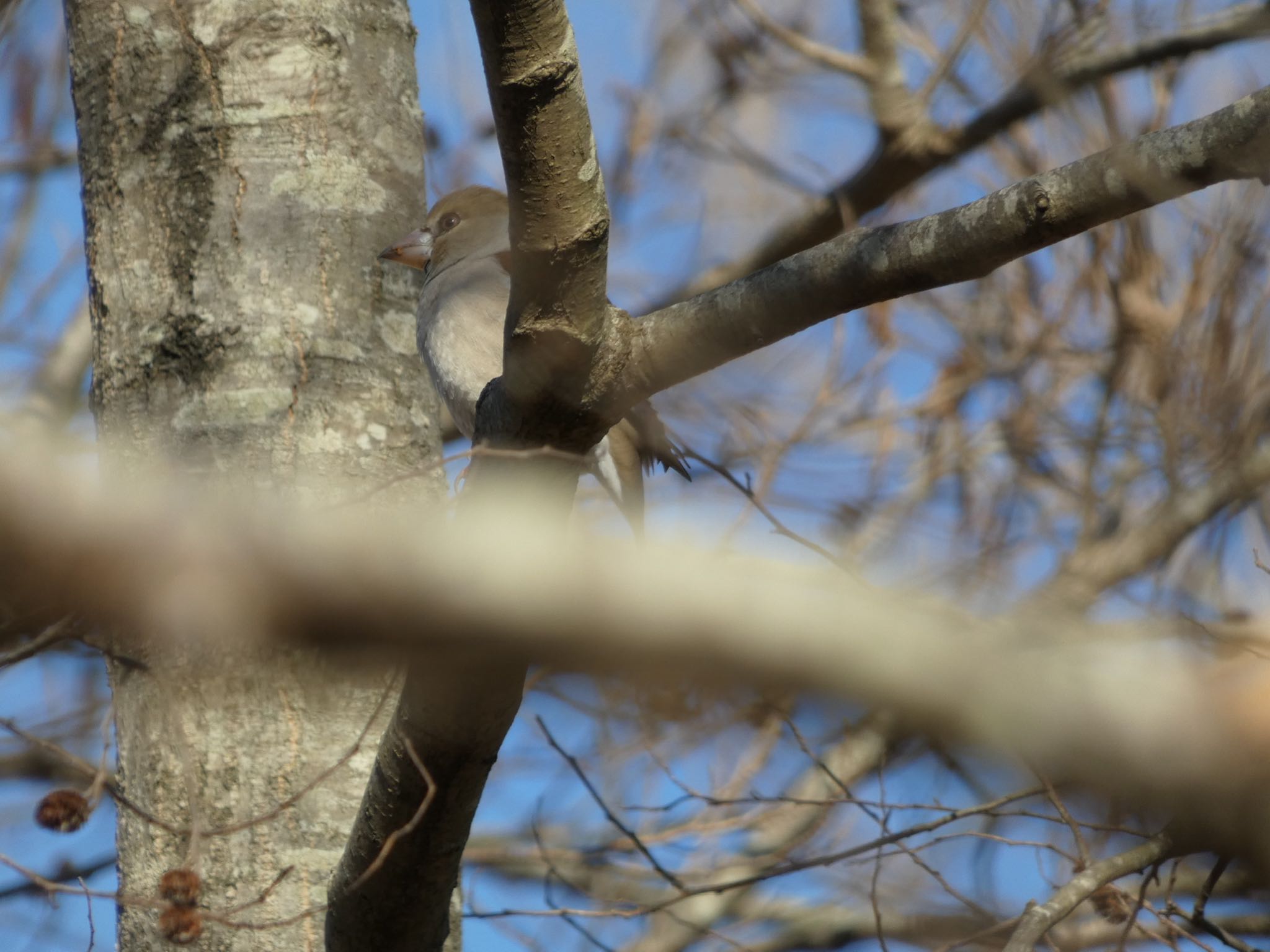 Hawfinch