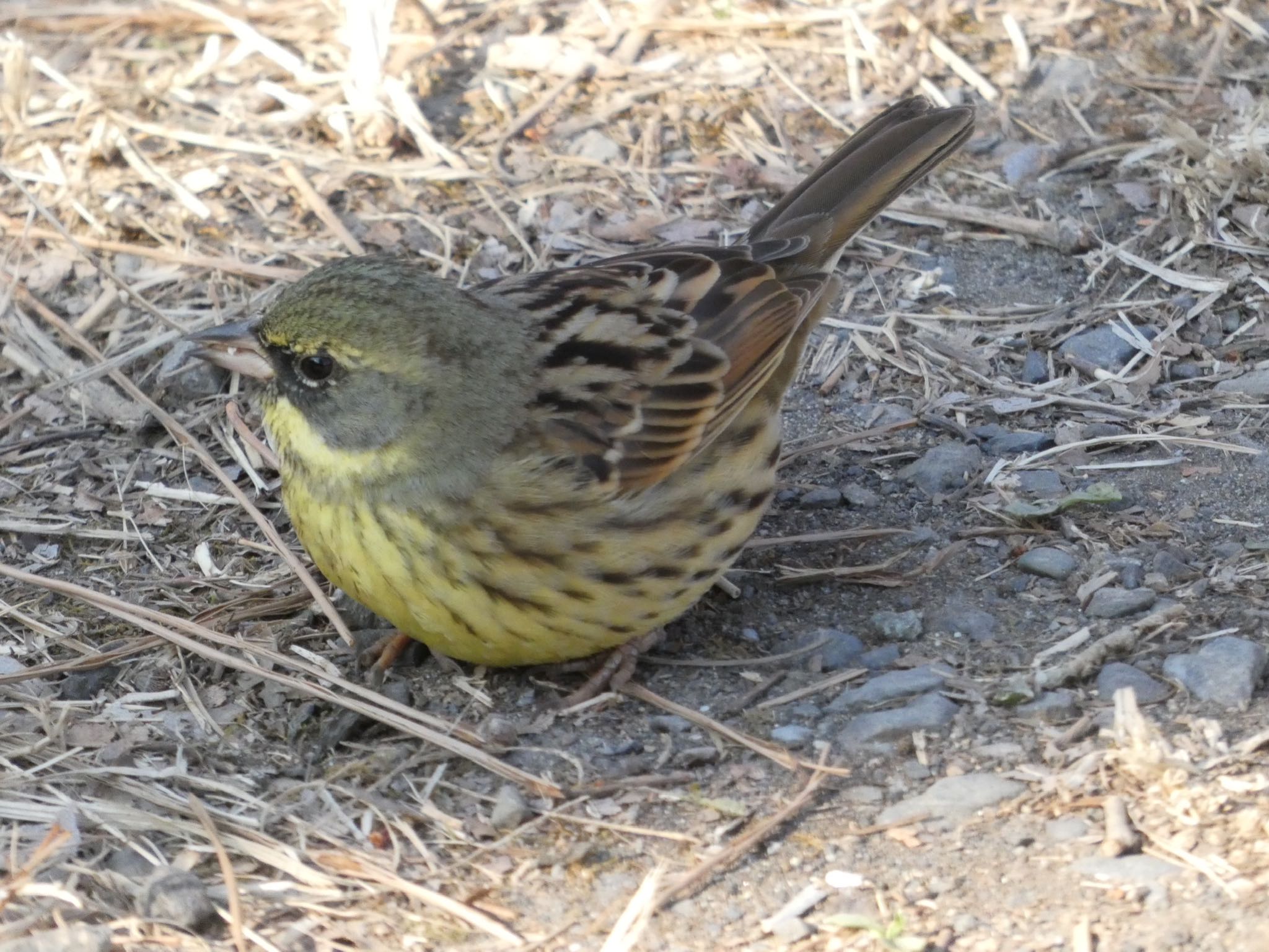 Masked Bunting