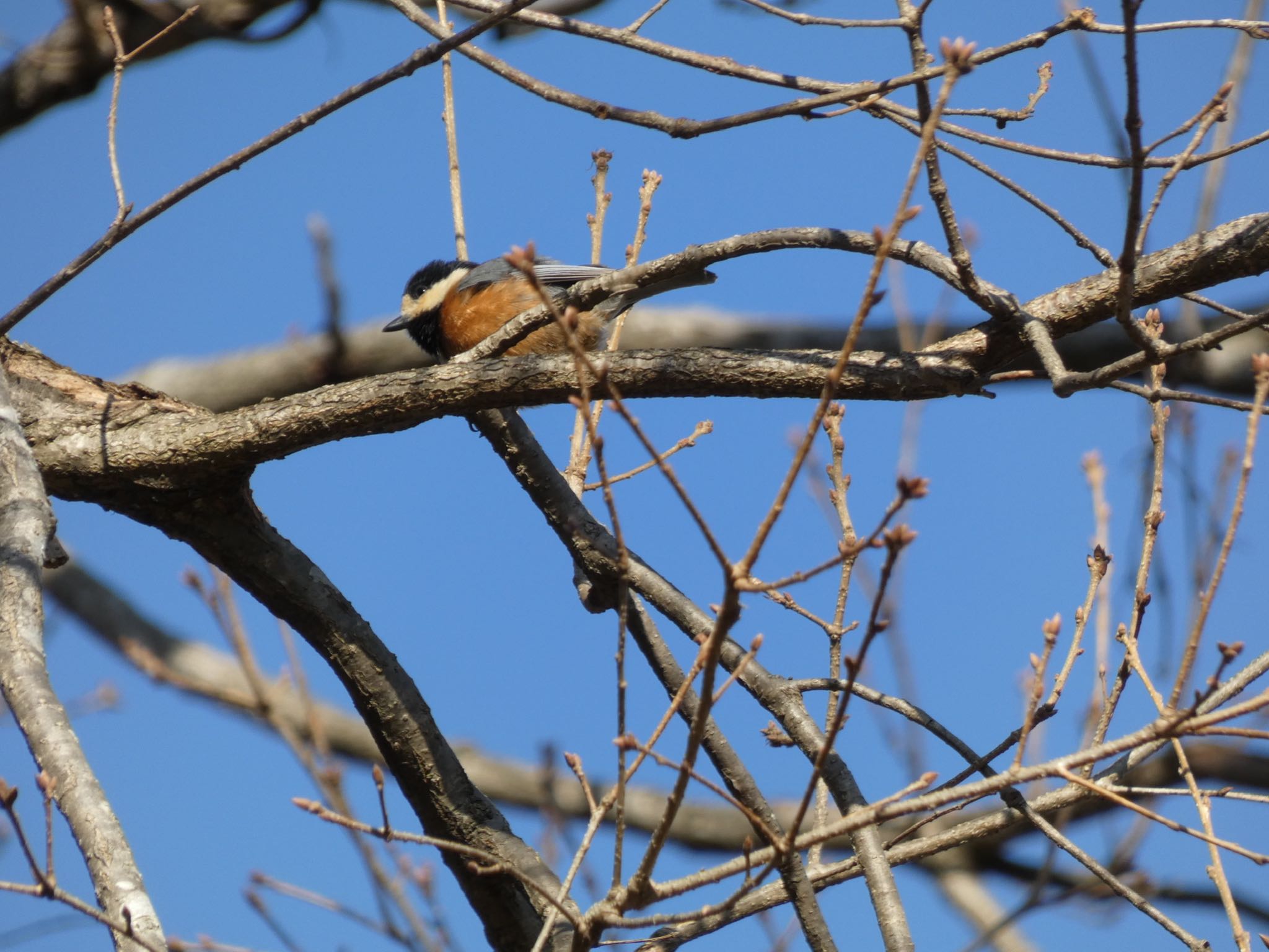 Varied Tit