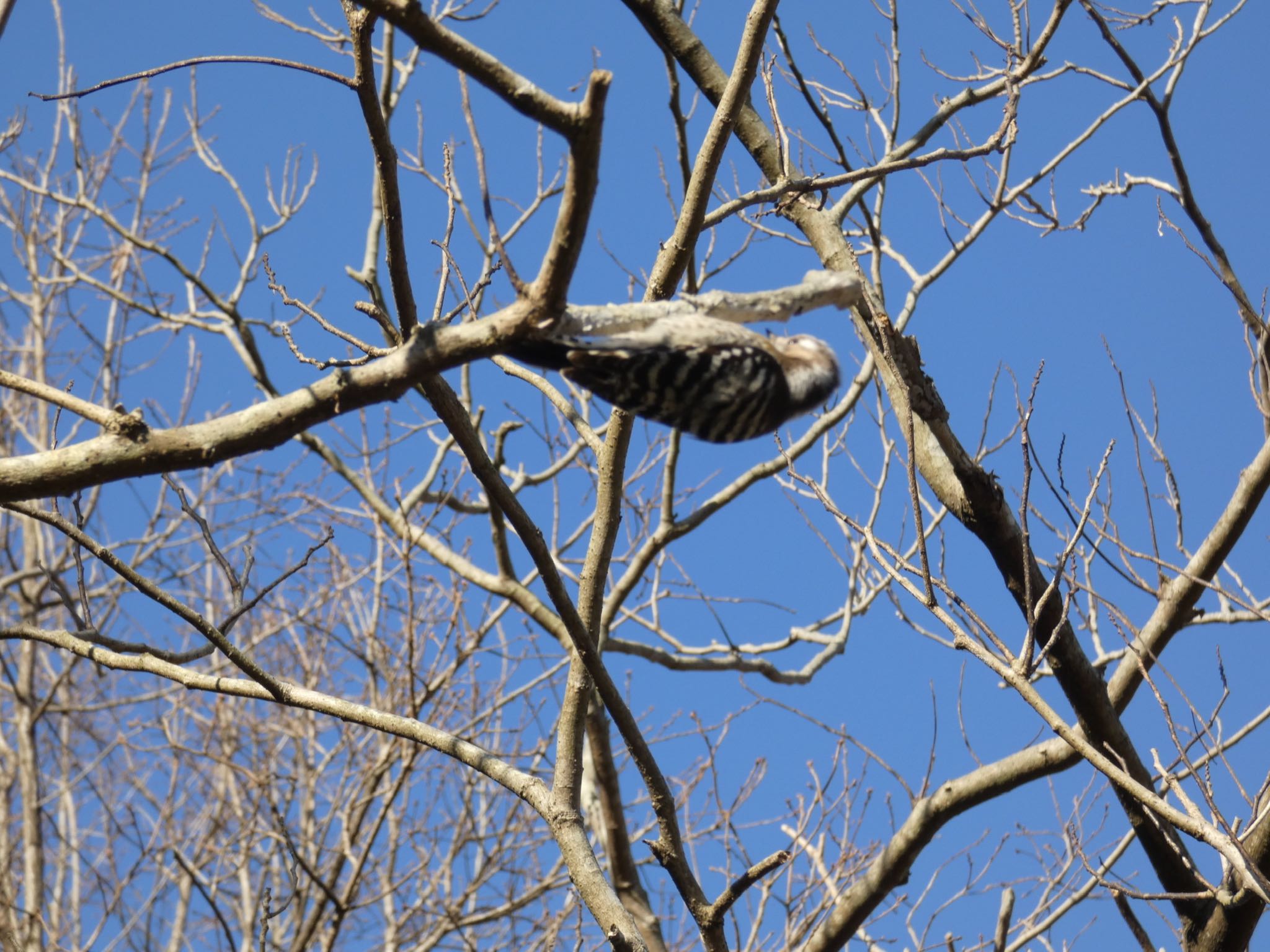 Japanese Pygmy Woodpecker