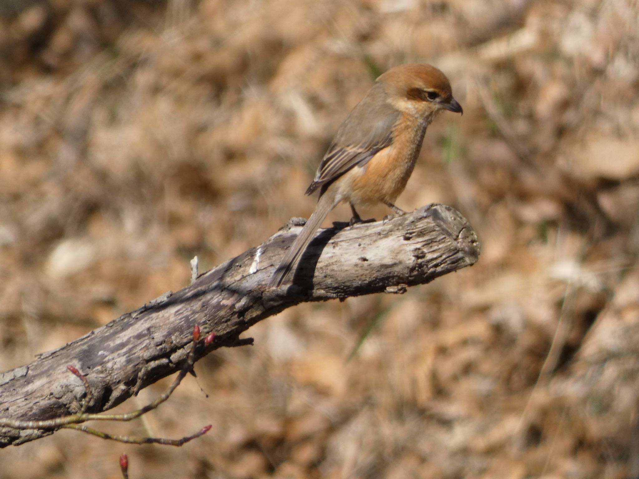 Bull-headed Shrike