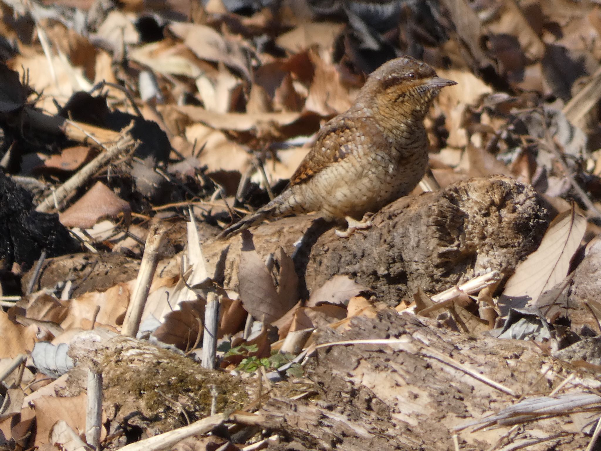 Eurasian Wryneck