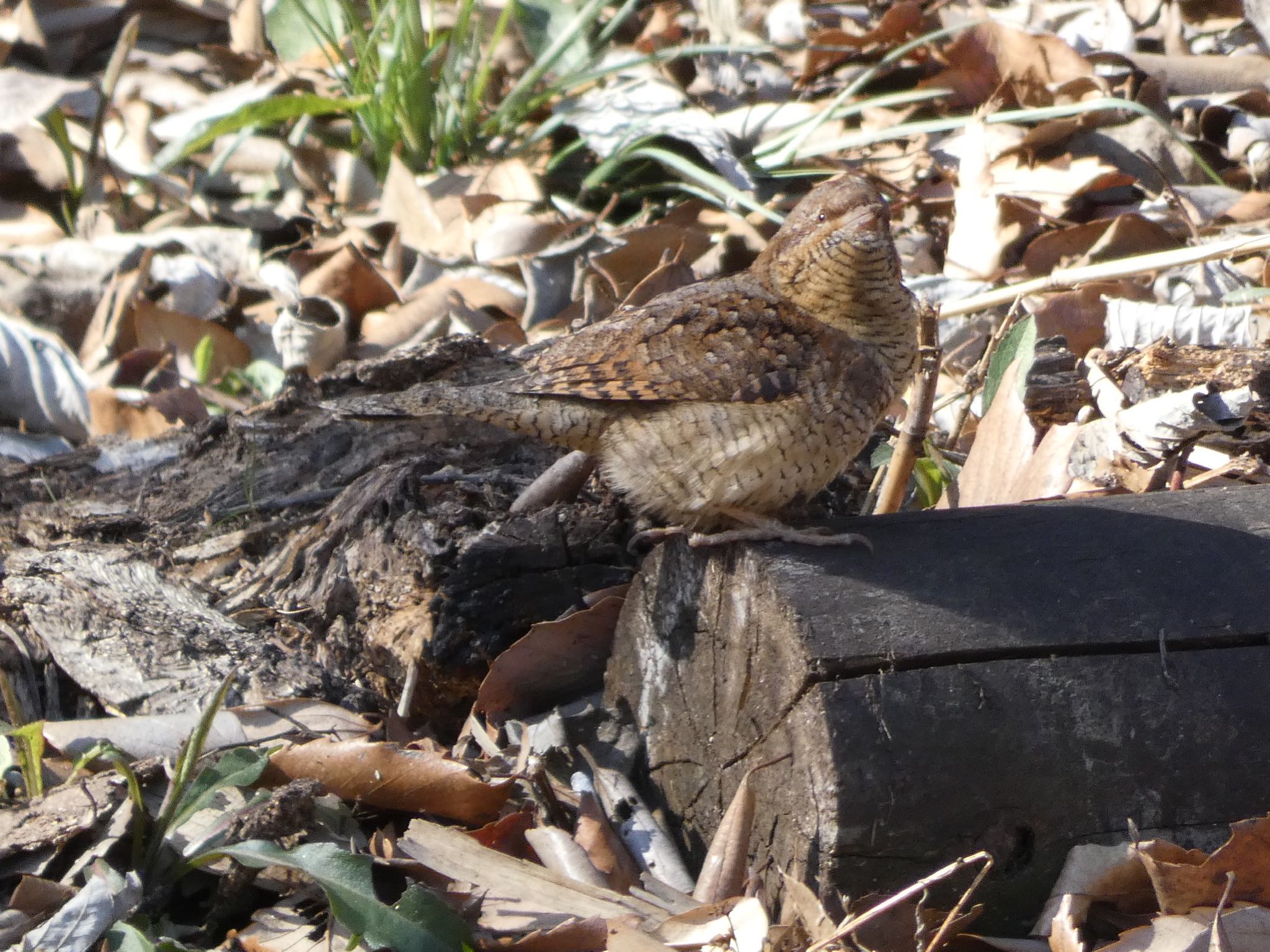 Eurasian Wryneck