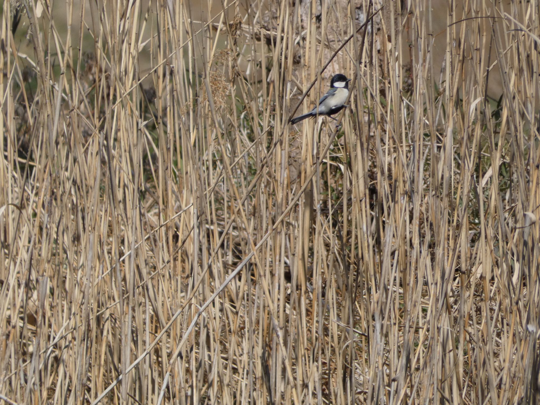 Japanese Tit