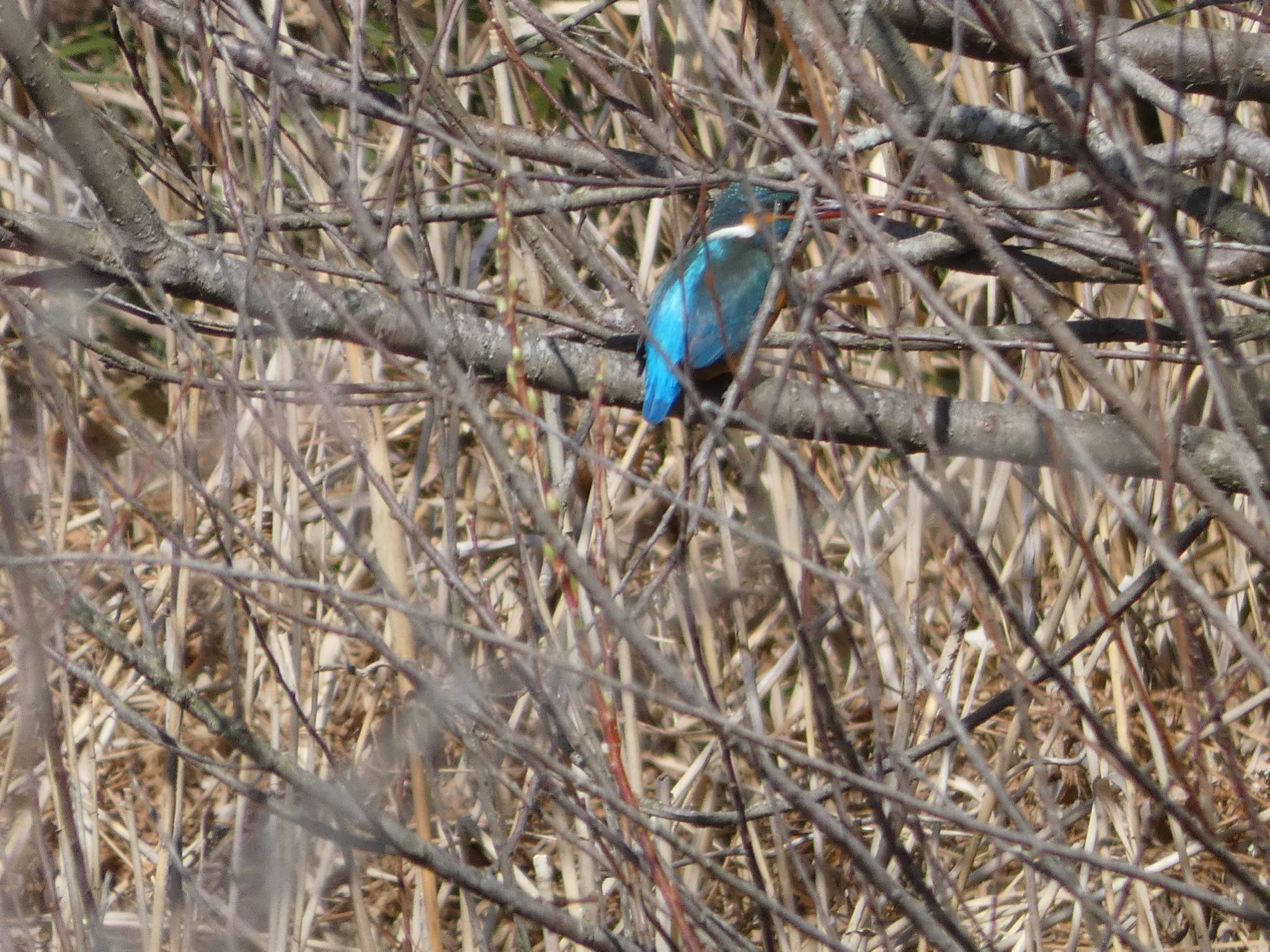 Photo of Common Kingfisher at Maioka Park by yoshikichi