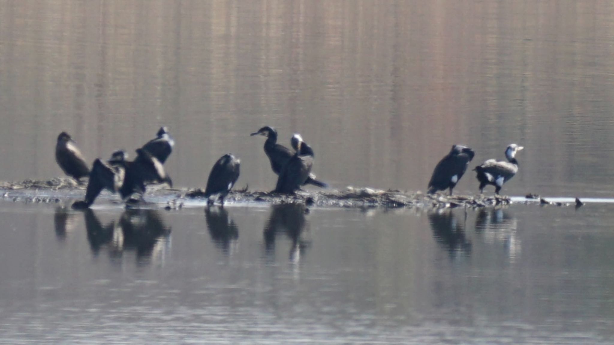 Great Cormorant