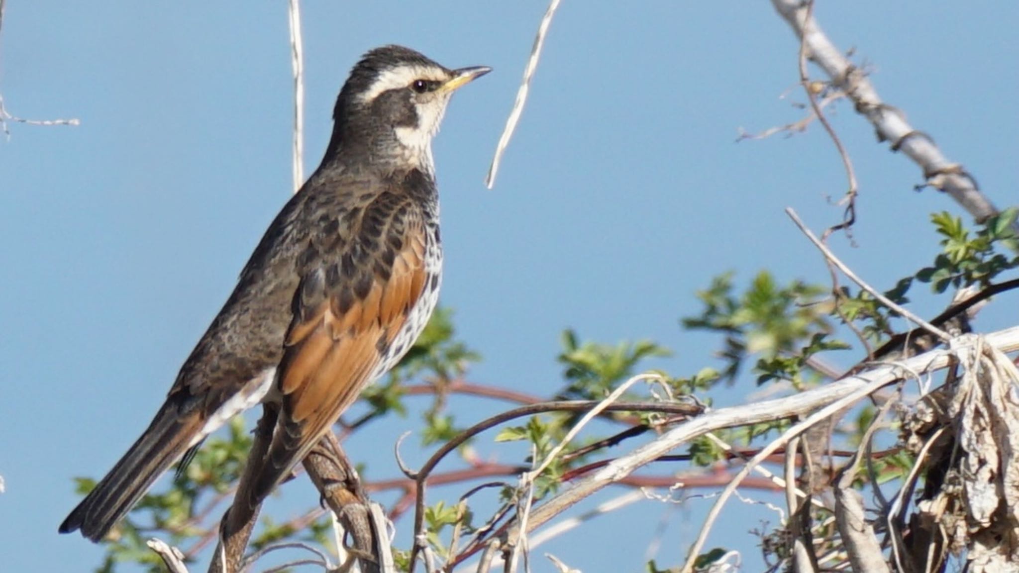 Dusky Thrush