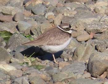 Sun, 2/28/2021 Birding report at 境川遊水地公園