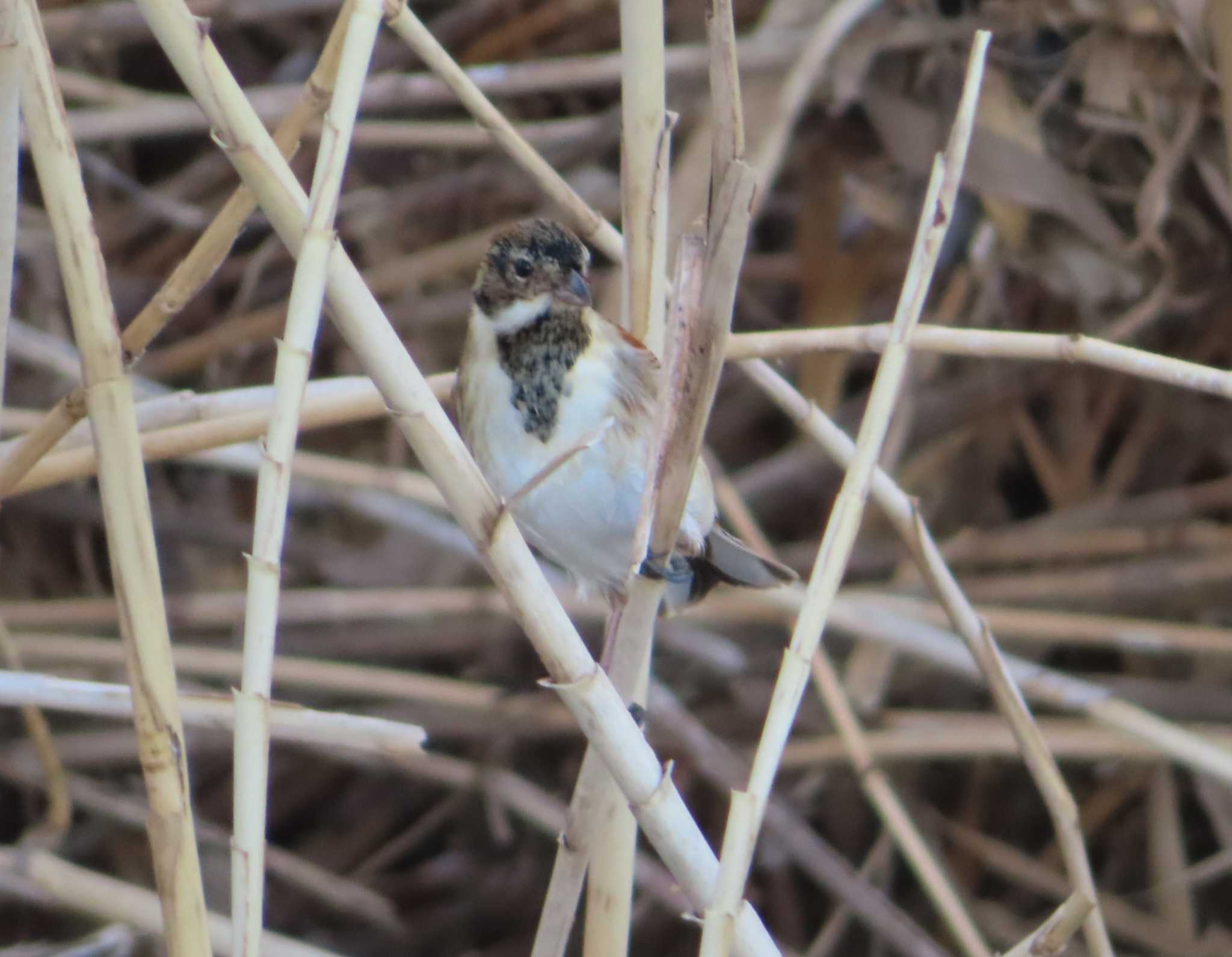 Common Reed Bunting