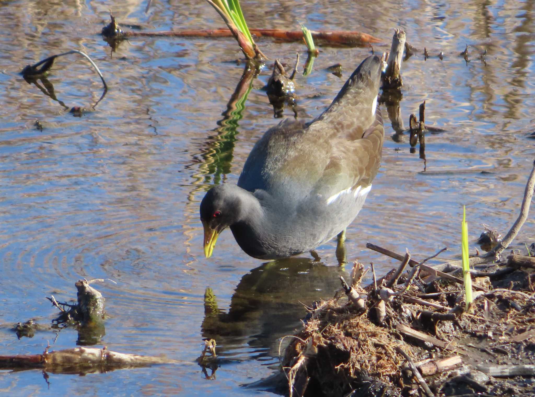 Common Moorhen