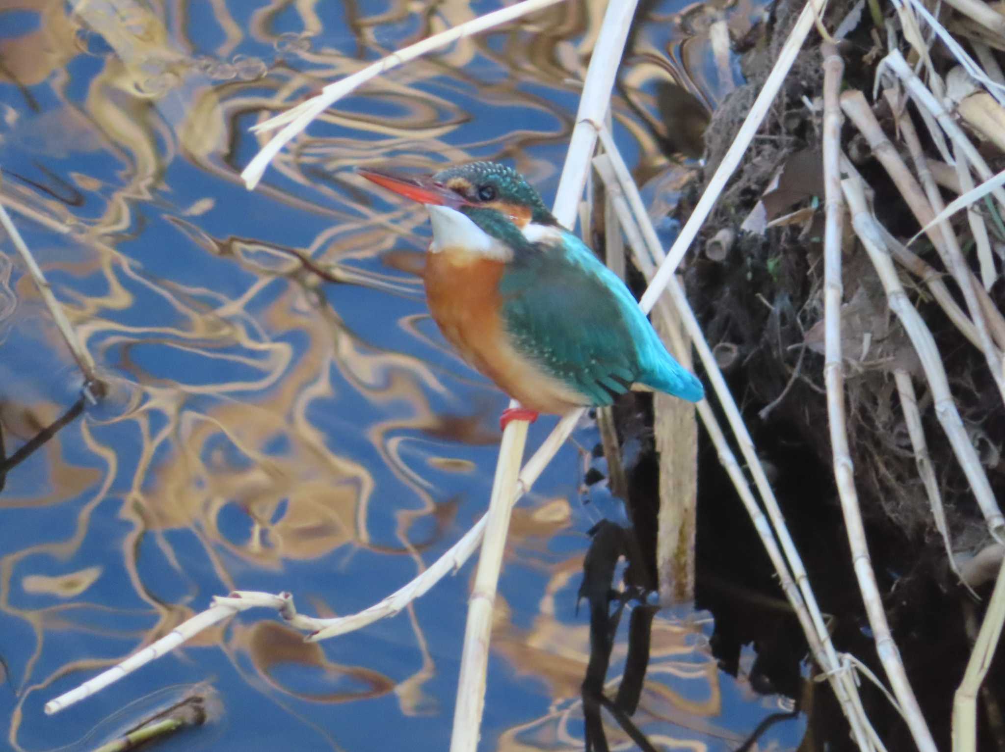 Common Kingfisher