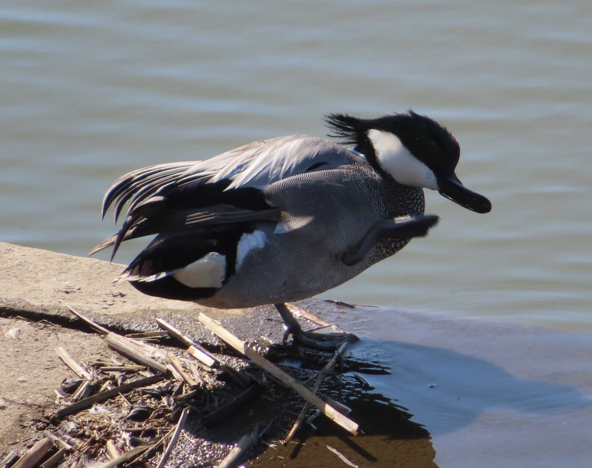 Photo of Falcated Duck at 境川遊水地公園 by ゆ