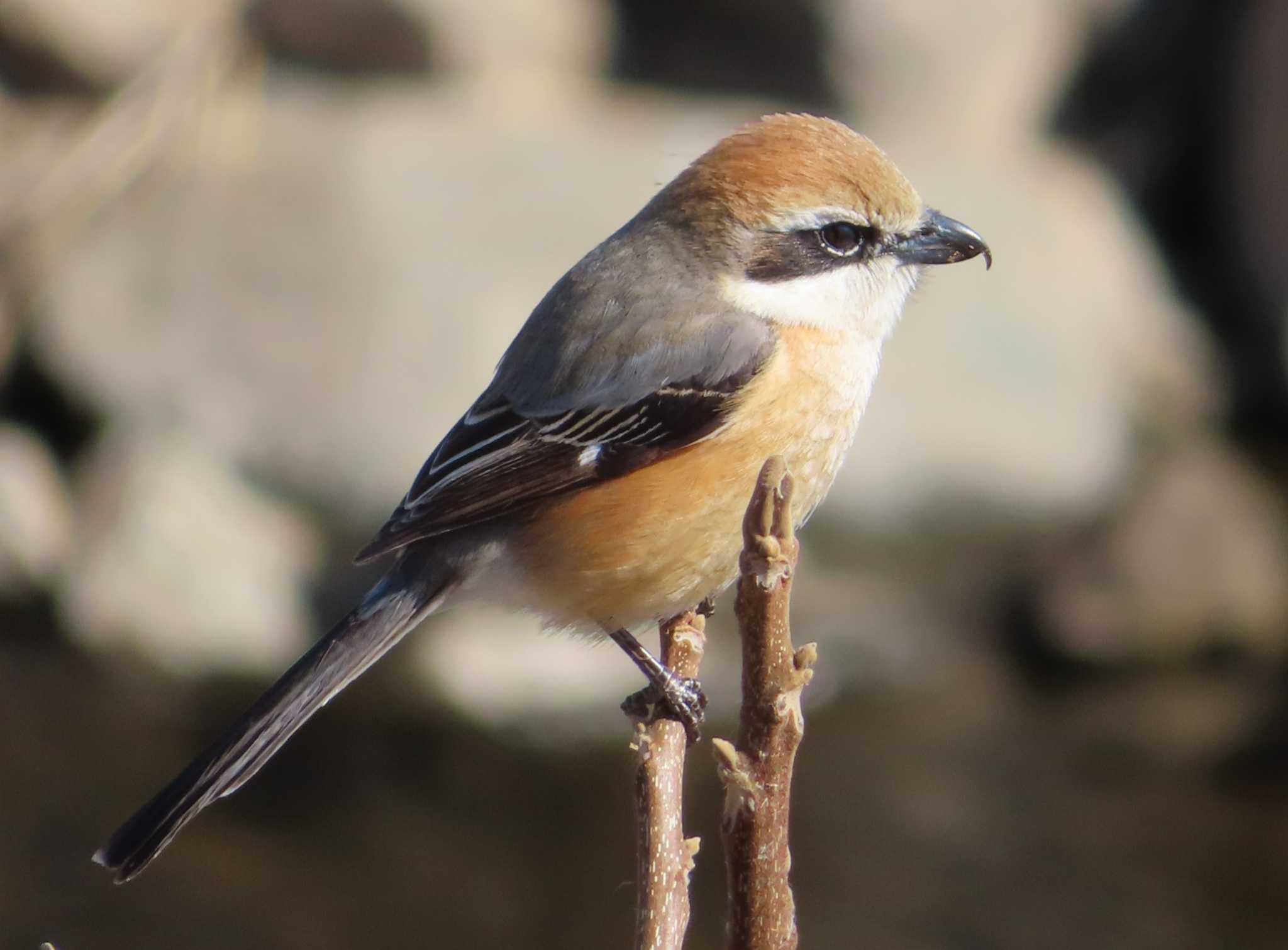 Bull-headed Shrike